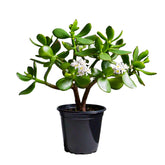 Jade Plant (Crassula ovata) - Indoor Succulent | Feng Shui Symbol of Prosperity | EagleShopy India