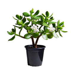 Jade Plant (Crassula ovata) - Indoor Succulent | Feng Shui Symbol of Prosperity | EagleShopy India