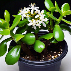 Jade Plant (Crassula ovata) - Indoor Succulent | Feng Shui Symbol of Prosperity | EagleShopy India