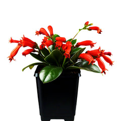 Lipstick Plant (Aeschynanthus radicans) - Hanging Basket Plant | Colorful Blooms | EagleShopy India