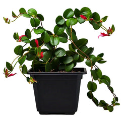 Lipstick Plant (Aeschynanthus radicans) - Hanging Basket Plant | Colorful Blooms | EagleShopy India