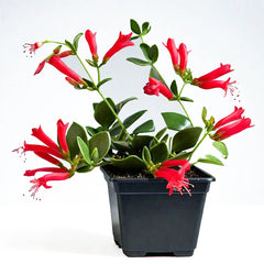 Lipstick Plant (Aeschynanthus radicans) - Hanging Basket Plant | Colorful Blooms | EagleShopy India
