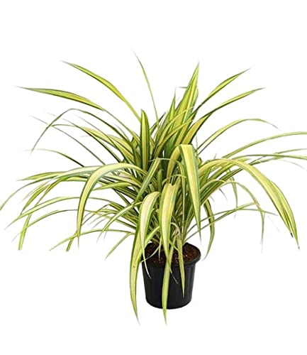 Pandanus Variegated (golden) - Exotic Indoor Plant With Striking 