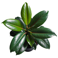 Rubber Plant (Ficus elastica) - Indoor Decorative Plant | Air-Purifying | EagleShopy India