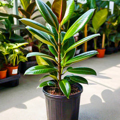 Rubber Plant (Ficus elastica) - Indoor Decorative Plant | Air-Purifying | EagleShopy India
