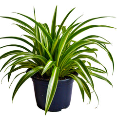 Spider Plant (Chlorophytum Comosum) - Air-Purifying Indoor Plant | Easy to Care for | EagleShopy India