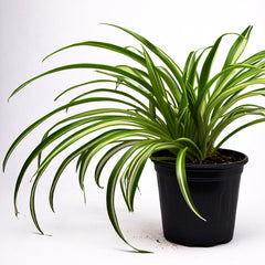 Spider Plant (Chlorophytum Comosum) - Air-Purifying Indoor Plant | Easy to Care for | EagleShopy India
