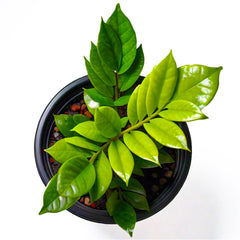 ZZ Plant (Zamioculcas Zamiifolia) - Low-Light Indoor Plant | Easy Care | EagleShopy India