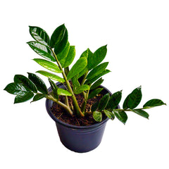 ZZ Plant (Zamioculcas Zamiifolia) - Low-Light Indoor Plant | Easy Care | EagleShopy India