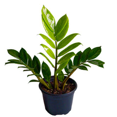 ZZ Plant (Zamioculcas Zamiifolia) - Low-Light Indoor Plant | Easy Care | EagleShopy India