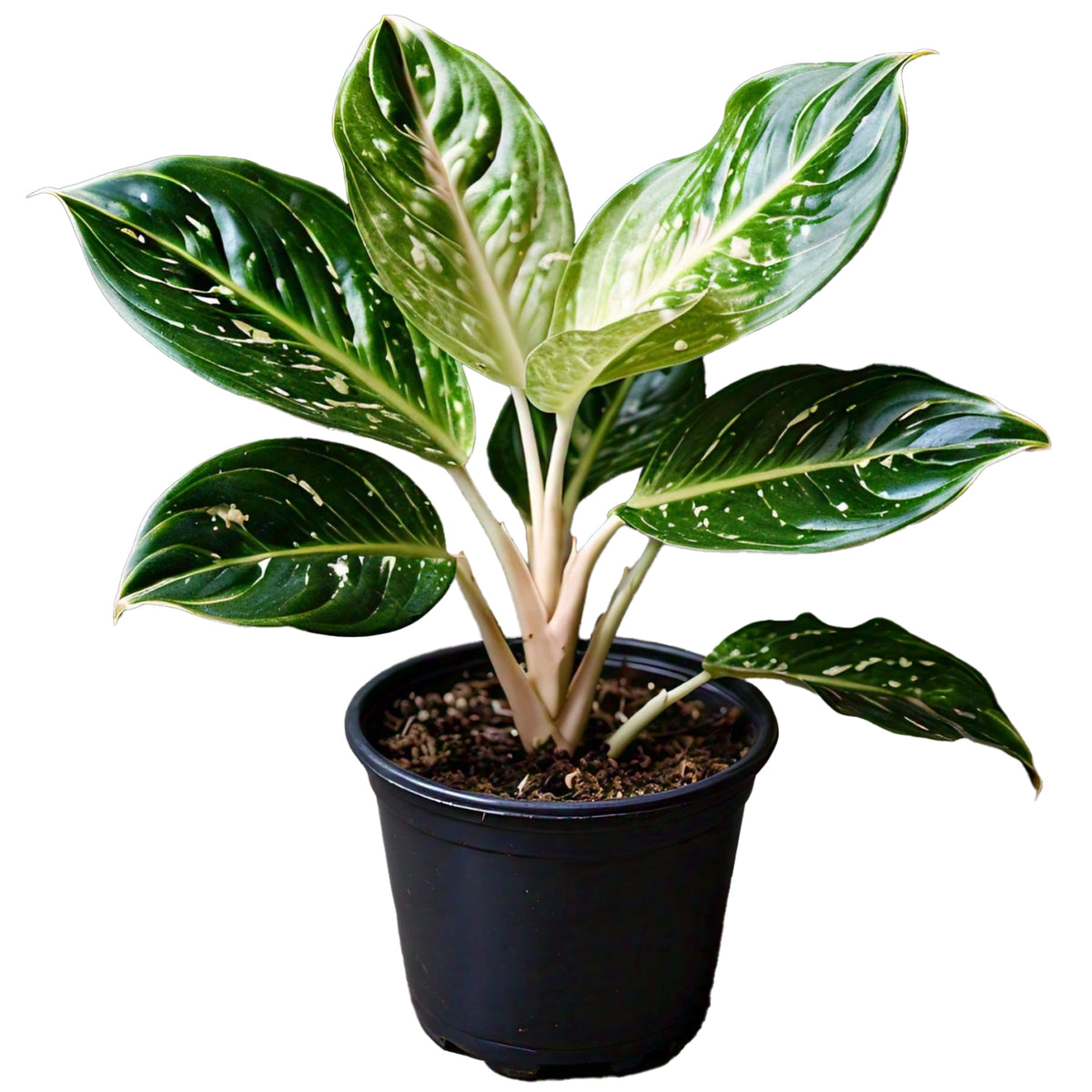 Aglaonema - Chinese Evergreen Indoor Plant | Easy to Care for | EagleShopy