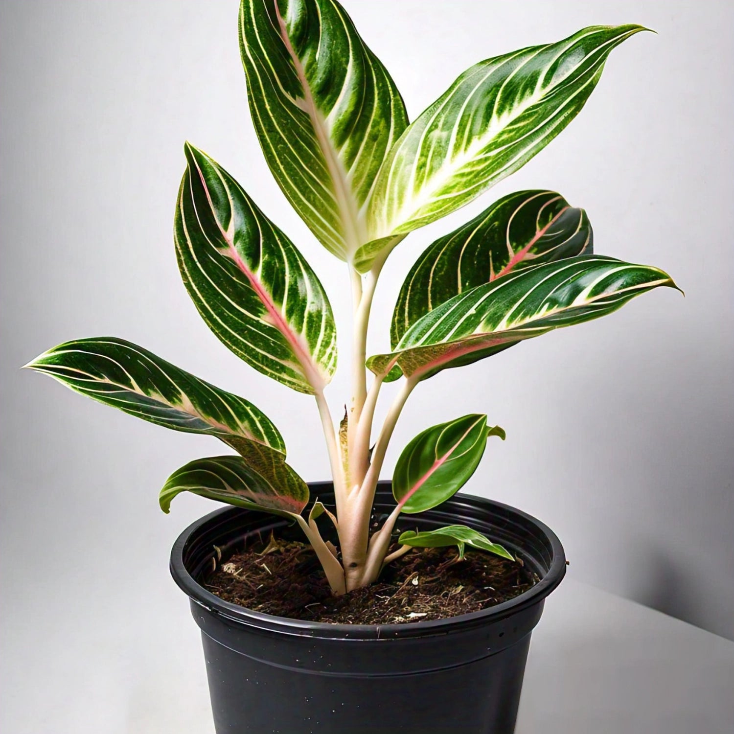 Aglaonema - Chinese Evergreen Indoor Plant | Easy to Care for | EagleShopy