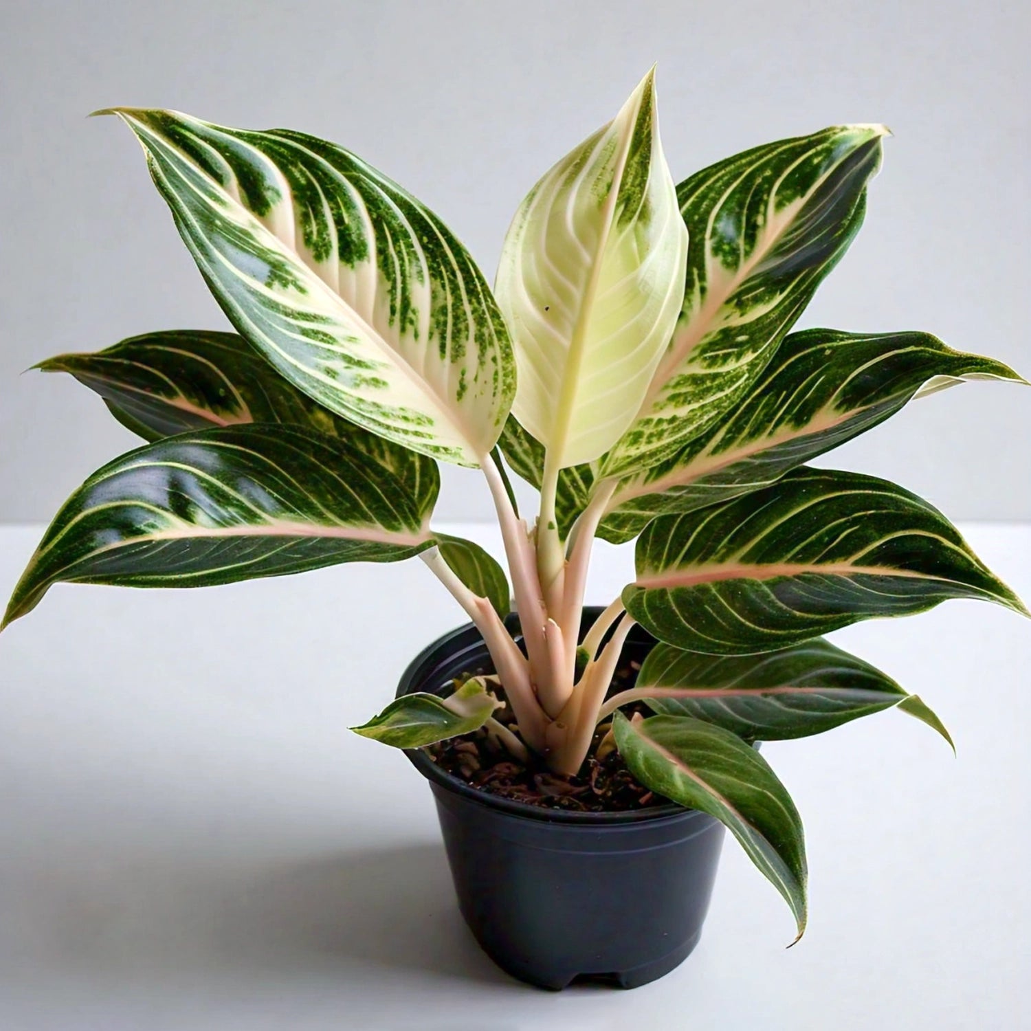 Aglaonema - Chinese Evergreen Indoor Plant | Easy to Care for | EagleShopy