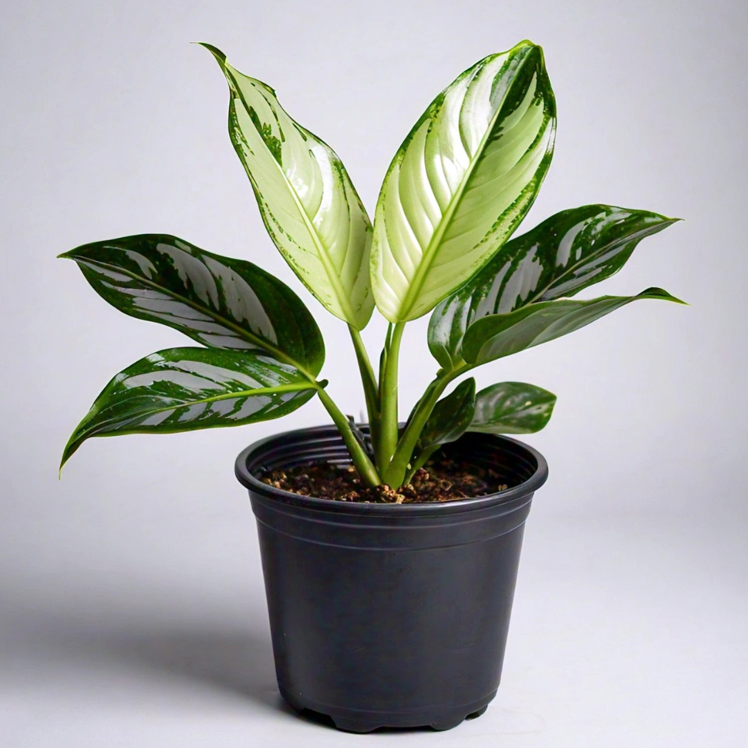 Aglaonema - Chinese Evergreen Indoor Plant | Easy to Care for | EagleShopy