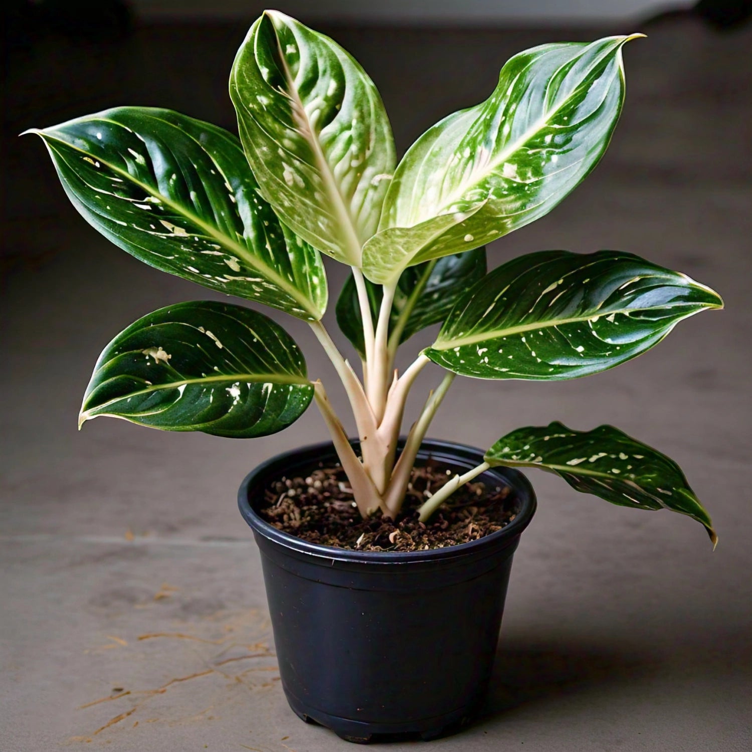 Aglaonema - Chinese Evergreen Indoor Plant | Easy to Care for | EagleShopy