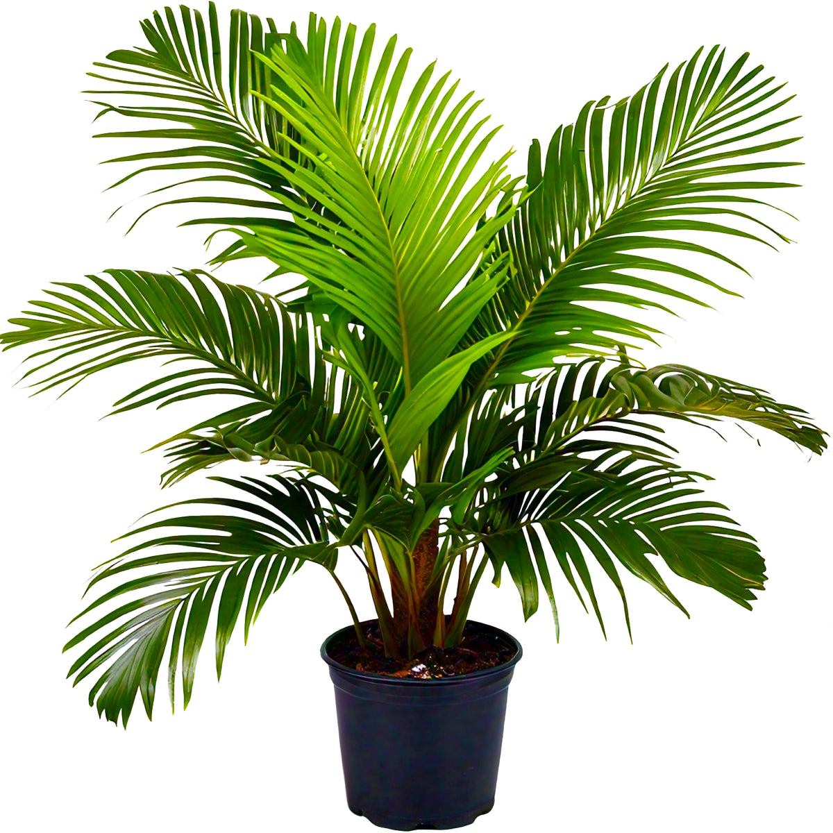 Areca Palm (Dypsis lutescens) - Indoor Decorative Palm Plant | Air-Purifying | EagleShopy India