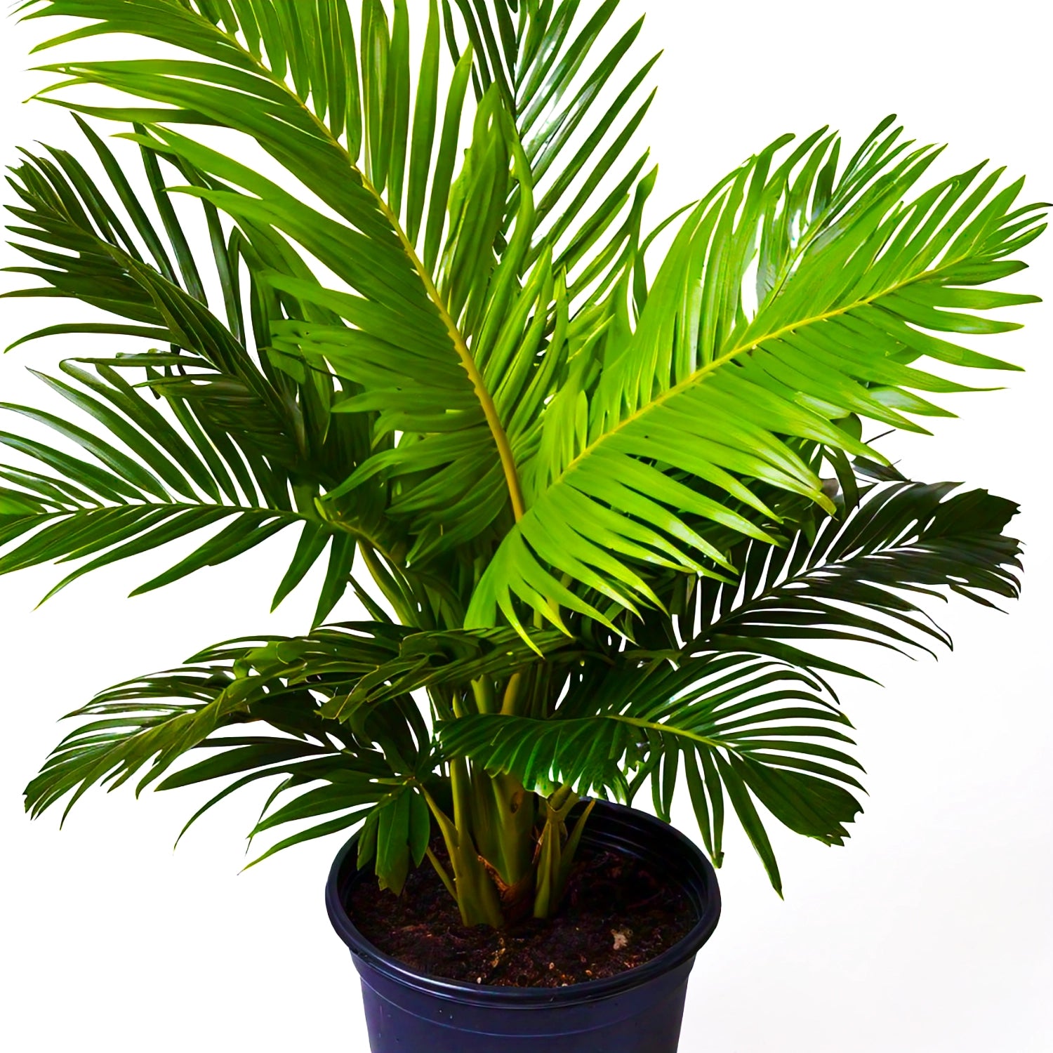 Areca Palm (Dypsis lutescens) - Indoor Decorative Palm Plant | Air-Purifying | EagleShopy India