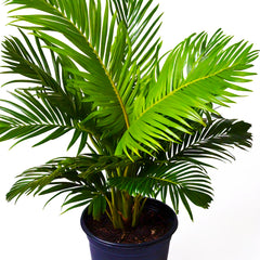 Areca Palm (Dypsis lutescens) - Indoor Decorative Palm Plant | Air-Purifying | EagleShopy India