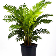 Areca Palm (Dypsis lutescens) - Indoor Decorative Palm Plant | Air-Purifying | EagleShopy India