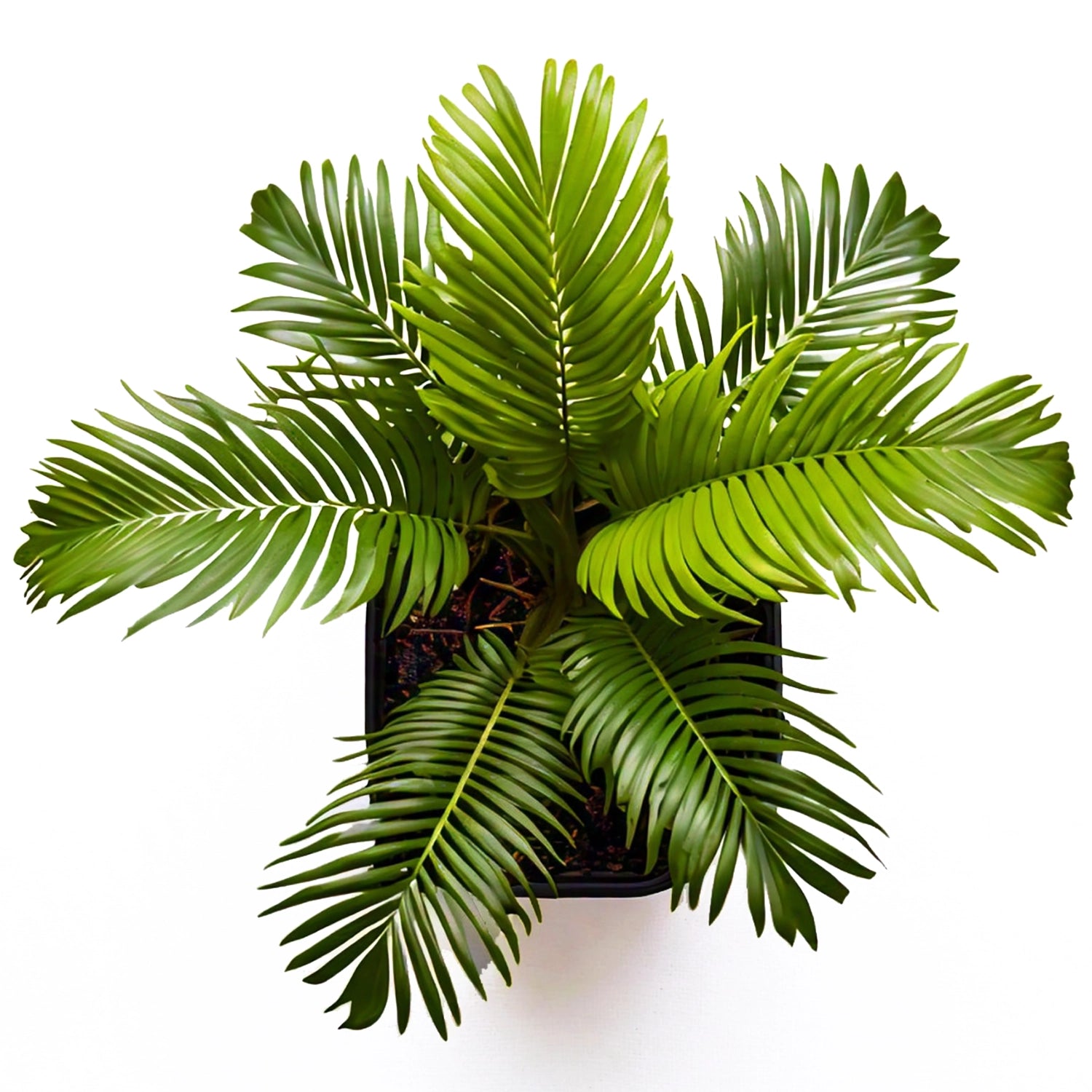 areca palm air purifying india Areca Palm (Dypsis lutescens) - Indoor Decorative Palm Plant