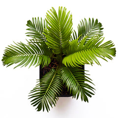 Areca Palm (Dypsis lutescens) - Indoor Decorative Palm Plant | Air-Purifying | EagleShopy India