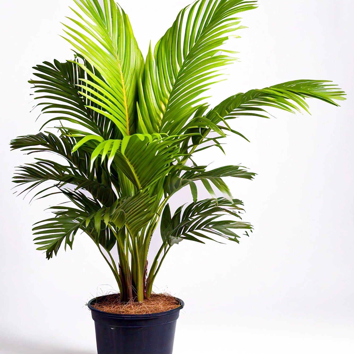 Areca Palm (Dypsis lutescens) - Indoor Decorative Palm Plant | Air-Purifying | EagleShopy India