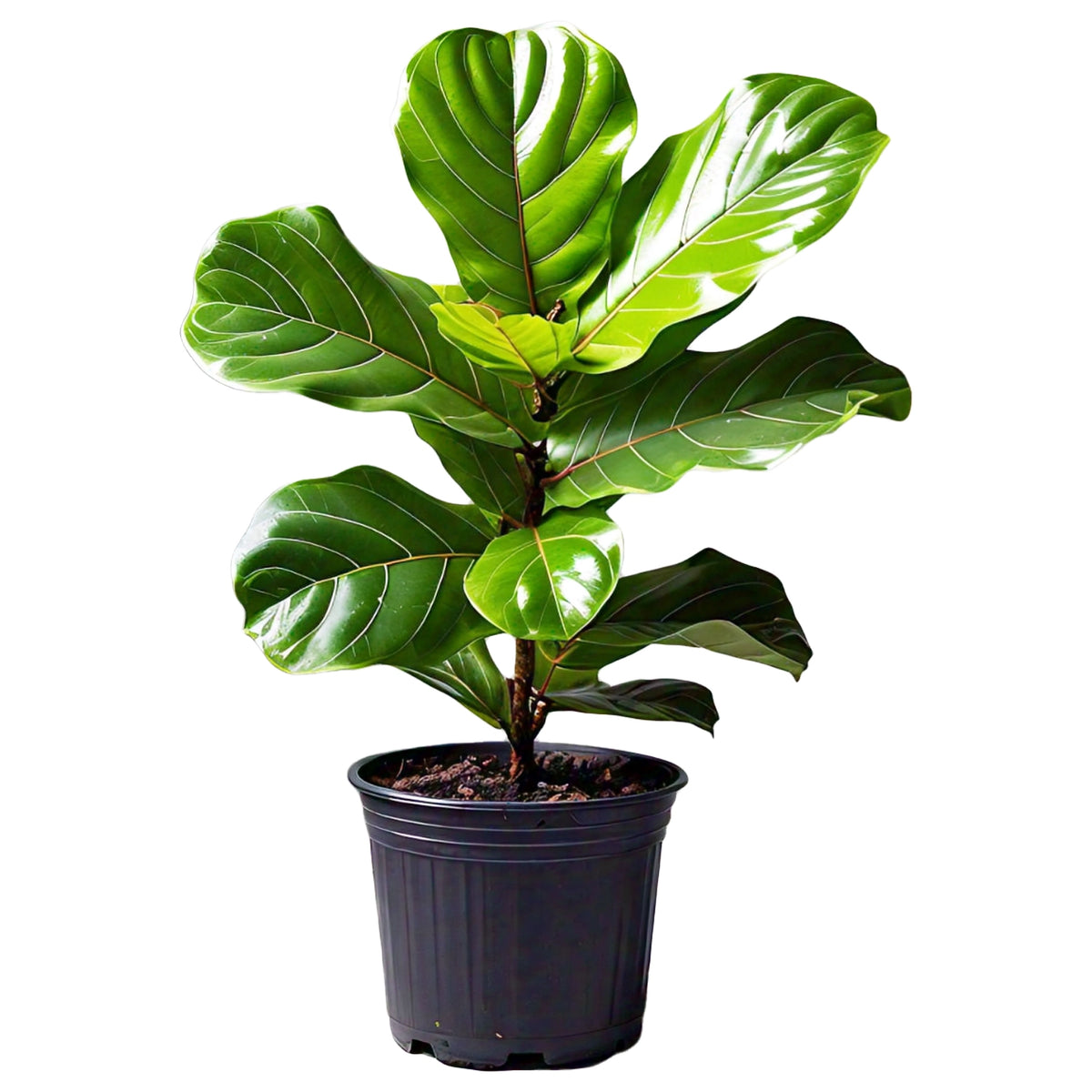 Fiddle Leaf Fig (Ficus lyrata) - Indoor Decorative Plant | Large Leaves | EagleShopy India