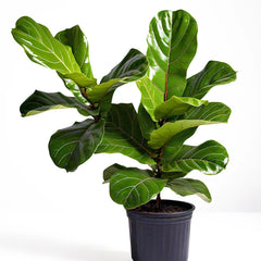 Fiddle Leaf Fig (Ficus lyrata) - Indoor Decorative Plant | Large Leaves | EagleShopy India