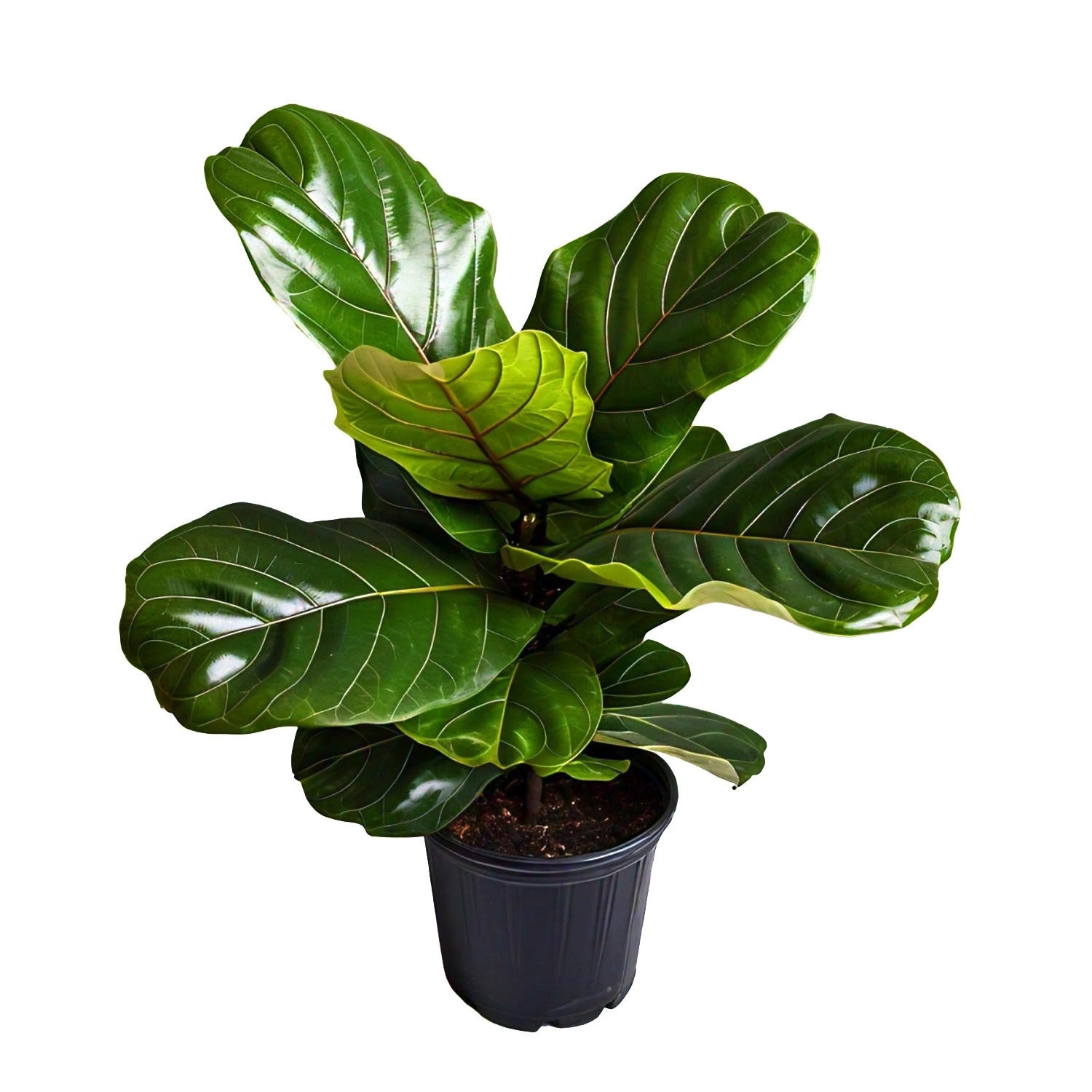 Fiddle Leaf Fig (Ficus lyrata) - Indoor Decorative Plant | Large Leaves | EagleShopy India