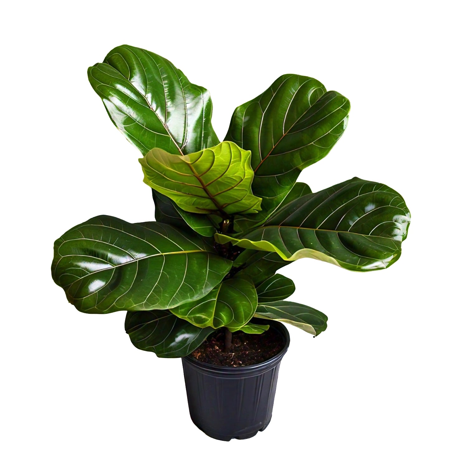 fiddle leaf fig india Fiddle Leaf Fig (Ficus lyrata) - Indoor Decorative Plant