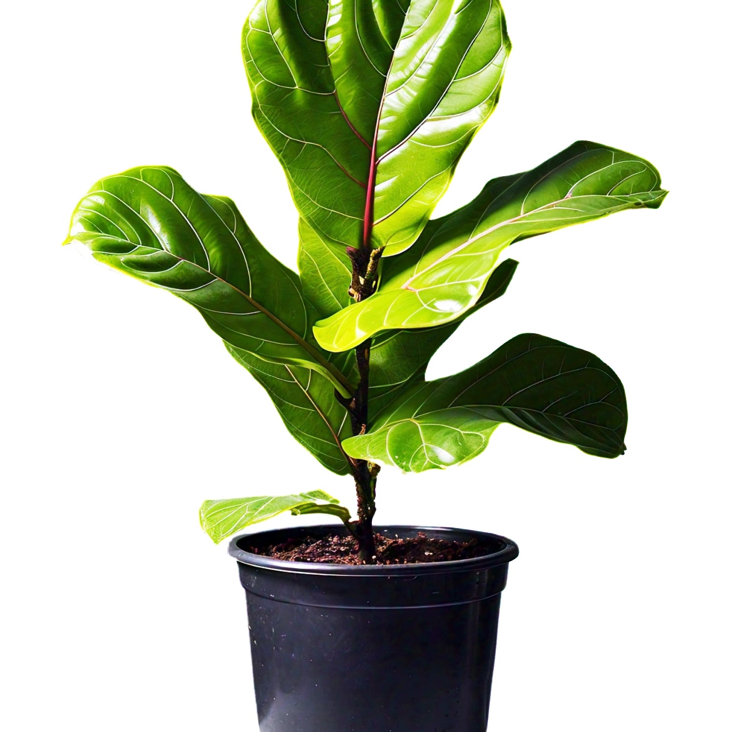 Fiddle Leaf Fig (Ficus lyrata) - Indoor Decorative Plant | Large Leaves | EagleShopy India