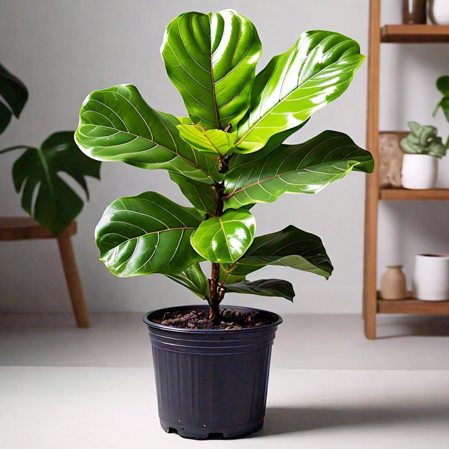 Fiddle Leaf Fig (Ficus lyrata) - Indoor Decorative Plant | Large Leaves | EagleShopy India