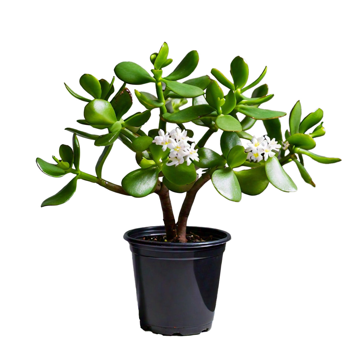 Jade Plant (Crassula ovata) - Indoor Succulent | Feng Shui Symbol of Prosperity | EagleShopy India