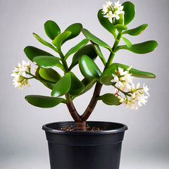 Jade Plant (Crassula ovata) - Indoor Succulent | Feng Shui Symbol of Prosperity | EagleShopy India