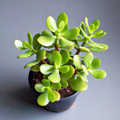 Jade Plant (Crassula ovata) - Indoor Succulent | Feng Shui Symbol of Prosperity | EagleShopy India