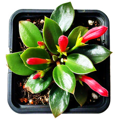 Lipstick Plant (Aeschynanthus radicans) - Hanging Basket Plant | Colorful Blooms | EagleShopy India