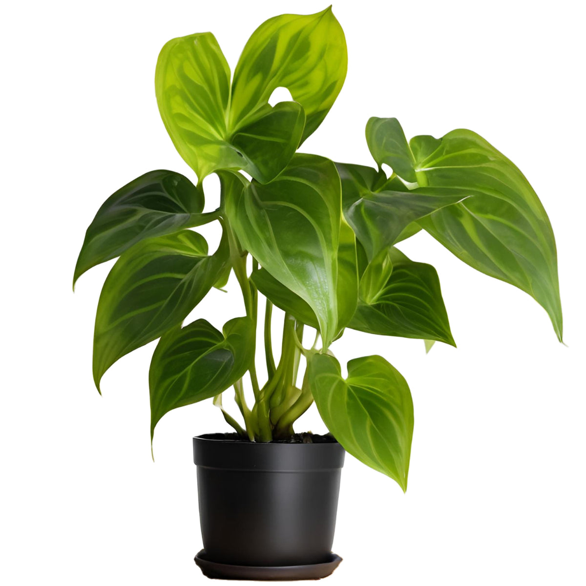 Money Plant (Epipremnum aureum) - Auspicious and Prosperity-Bringing Indoor Vine | Easy to Care for | EagleShopy India