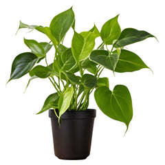 Money Plant (Epipremnum aureum) - Auspicious and Prosperity-Bringing Indoor Vine | Easy to Care for | EagleShopy India