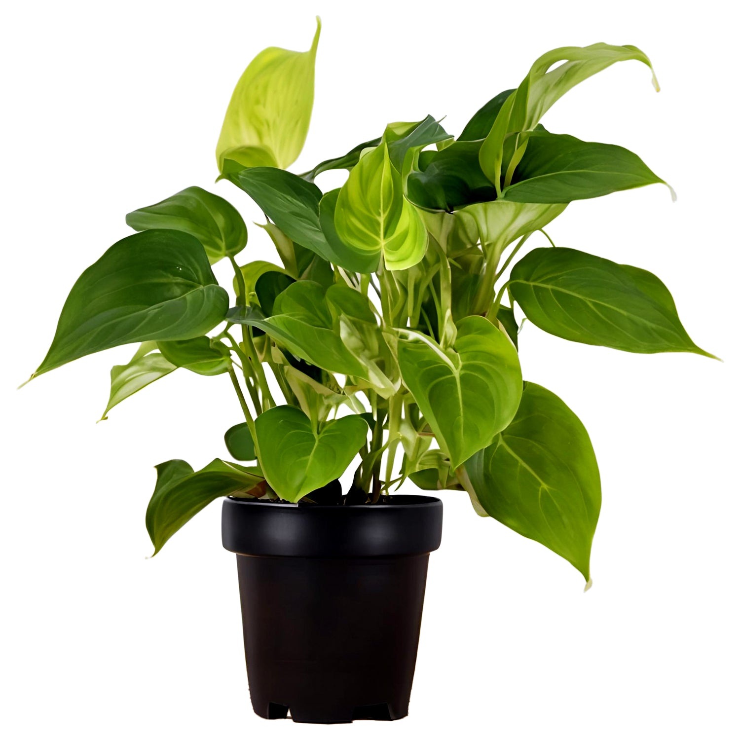 Money Plant (Epipremnum aureum) - Auspicious and Prosperity-Bringing Indoor Vine | Easy to Care for | EagleShopy India