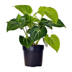 Money Plant (Epipremnum aureum) - Auspicious and Prosperity-Bringing Indoor Vine | Easy to Care for | EagleShopy India