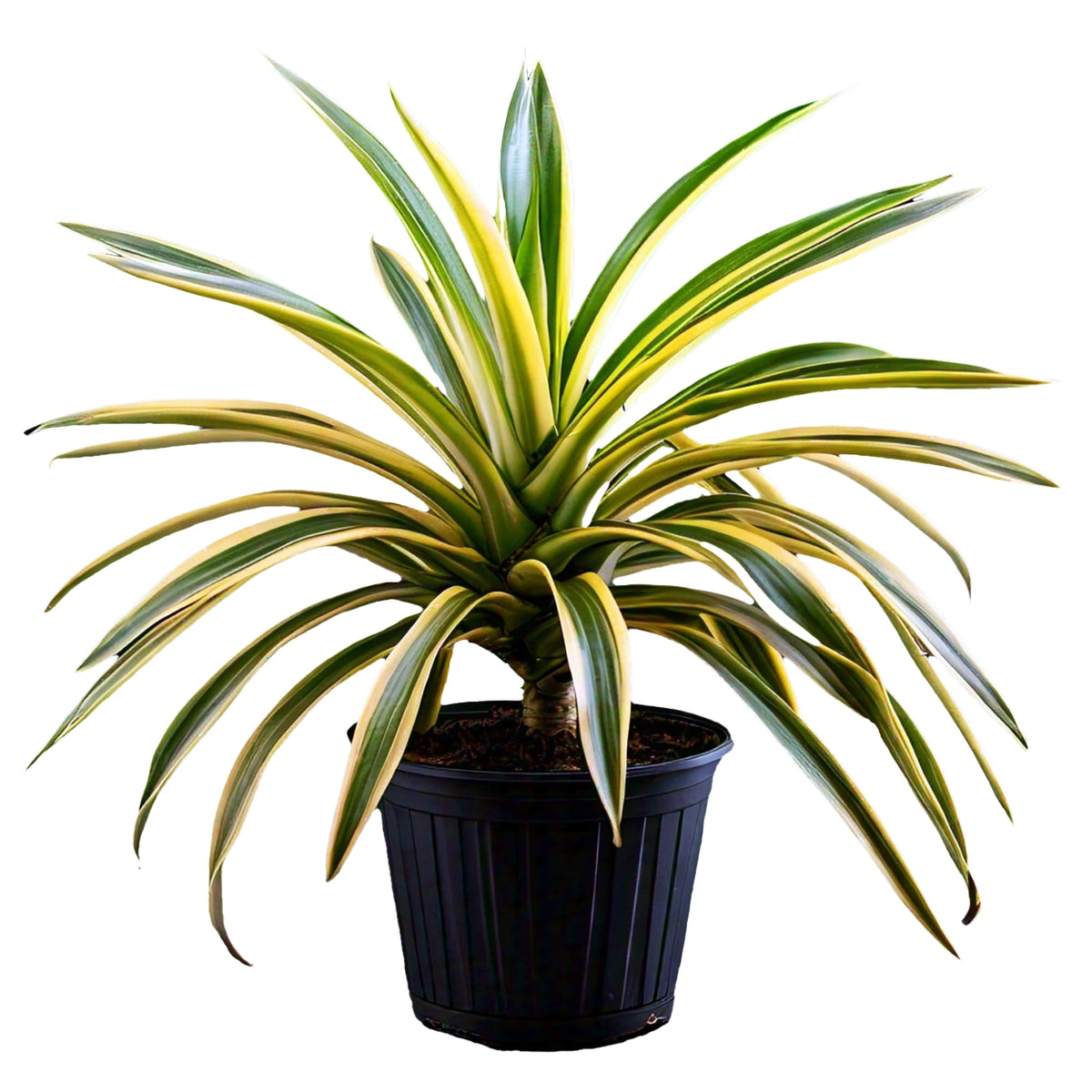 Pandanus Variegated (Golden) - Exotic Indoor Plant with Striking Variegation | EagleShopy