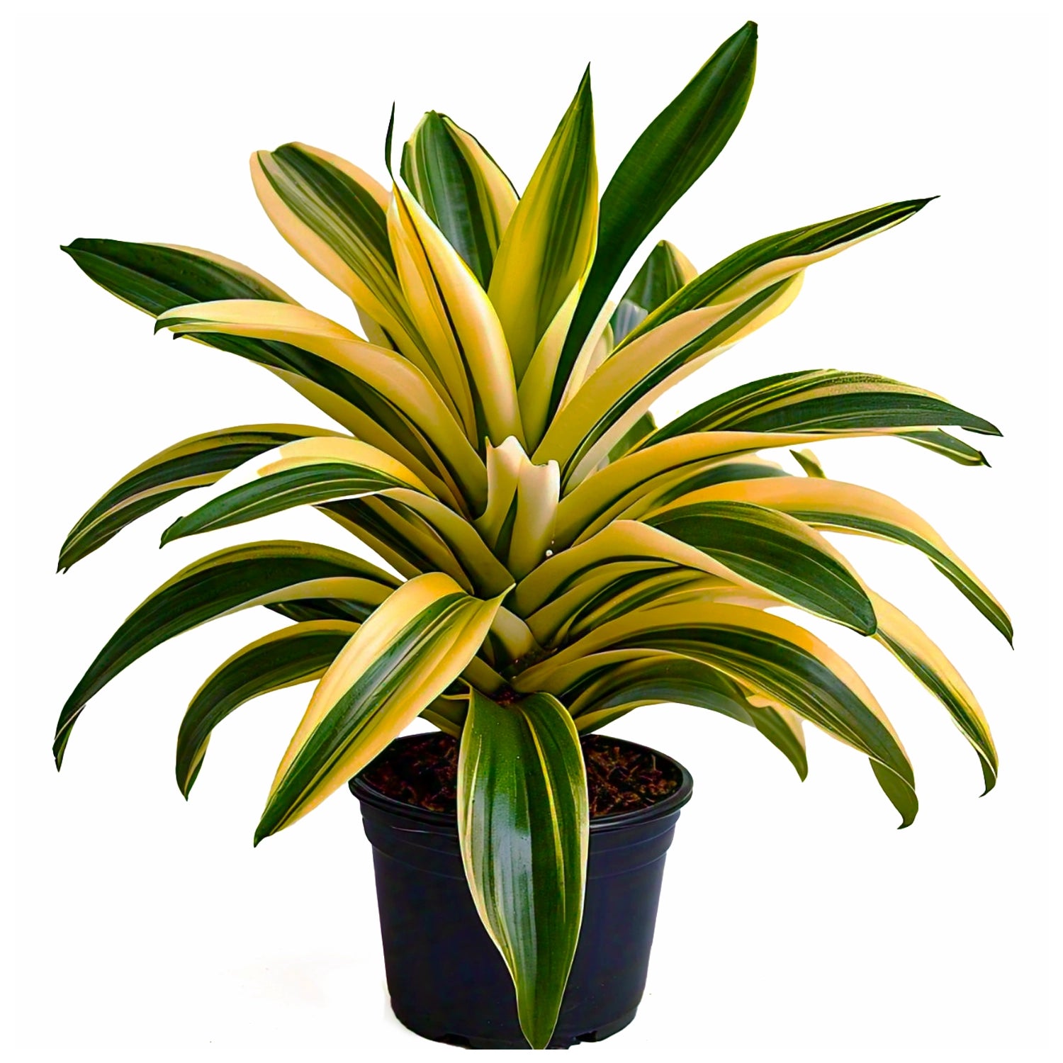 Pandanus Variegated (Golden) - Exotic Indoor Plant with Striking Variegation | EagleShopy