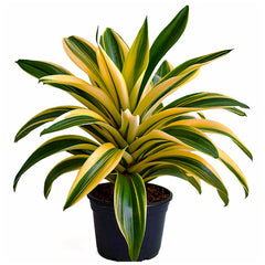 Pandanus Variegated (Golden) - Exotic Indoor Plant with Striking Variegation | EagleShopy