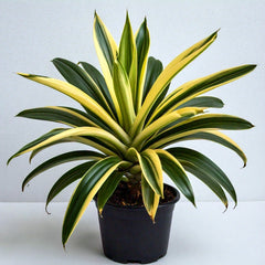 Pandanus Variegated (Golden) - Exotic Indoor Plant with Striking Variegation | EagleShopy