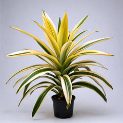 Pandanus Variegated (Golden) - Exotic Indoor Plant with Striking Variegation | EagleShopy