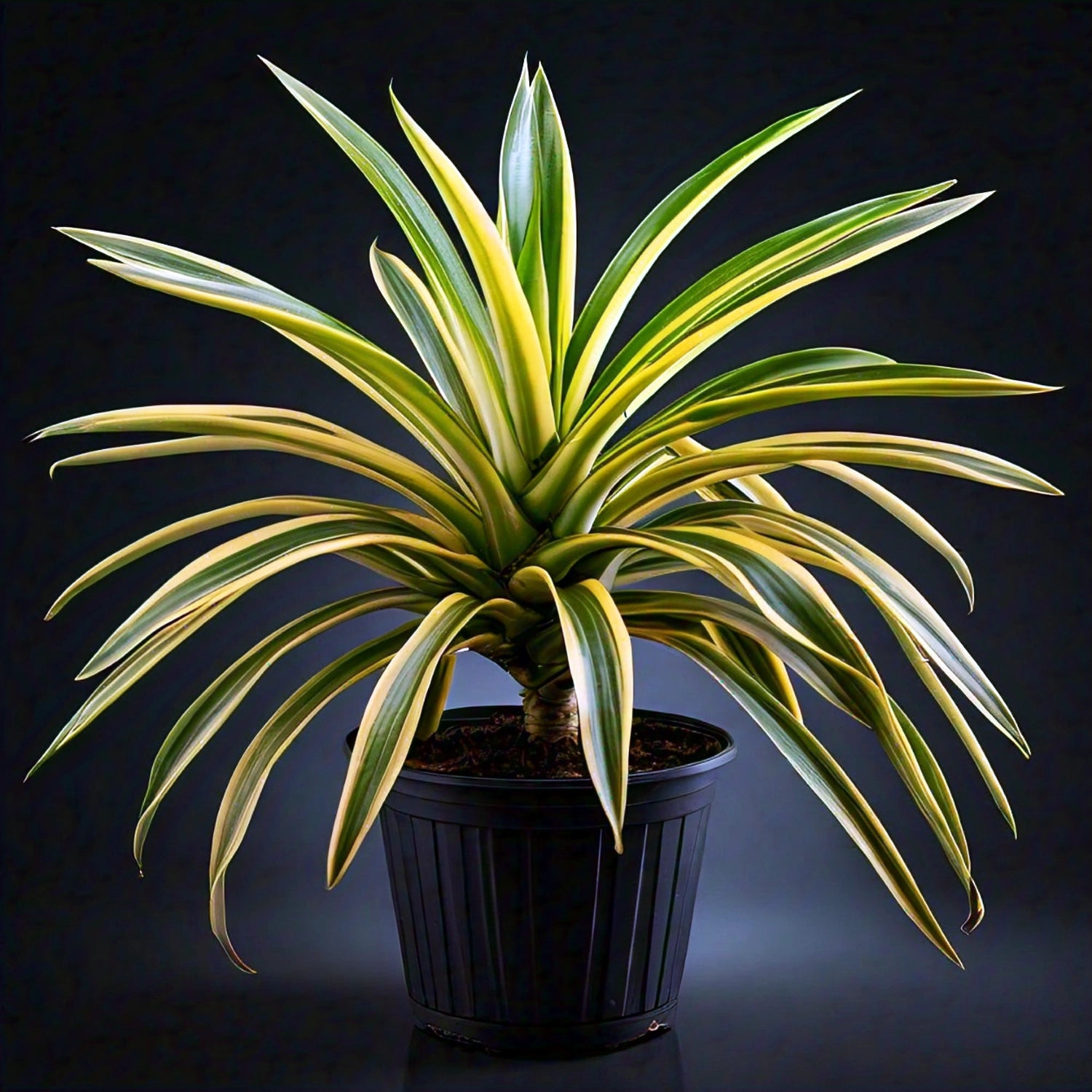 Pandanus Variegated (Golden) - Exotic Indoor Plant with Striking Variegation | EagleShopy