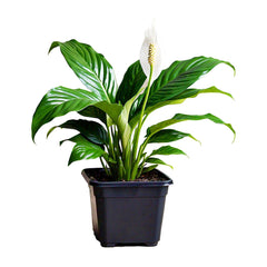 Peace Lily (Spathiphyllum Wallisii) - Air-Purifying Indoor Plant | Elegant White Blooms | EagleShopy India