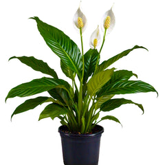 Peace Lily (Spathiphyllum Wallisii) - Air-Purifying Indoor Plant | Elegant White Blooms | EagleShopy India