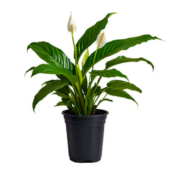 Peace Lily (Spathiphyllum Wallisii) - Air-Purifying Indoor Plant | Elegant White Blooms | EagleShopy India