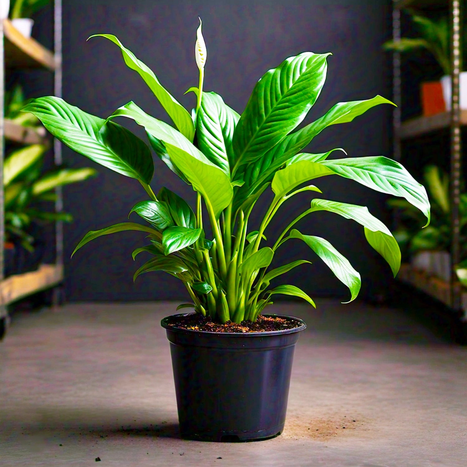 Peace Lily (Spathiphyllum Wallisii) - Air-Purifying Indoor Plant | Elegant White Blooms | EagleShopy India